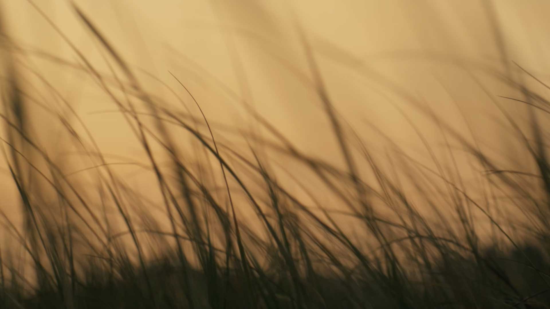 tree_haus_film_final_color_still_02