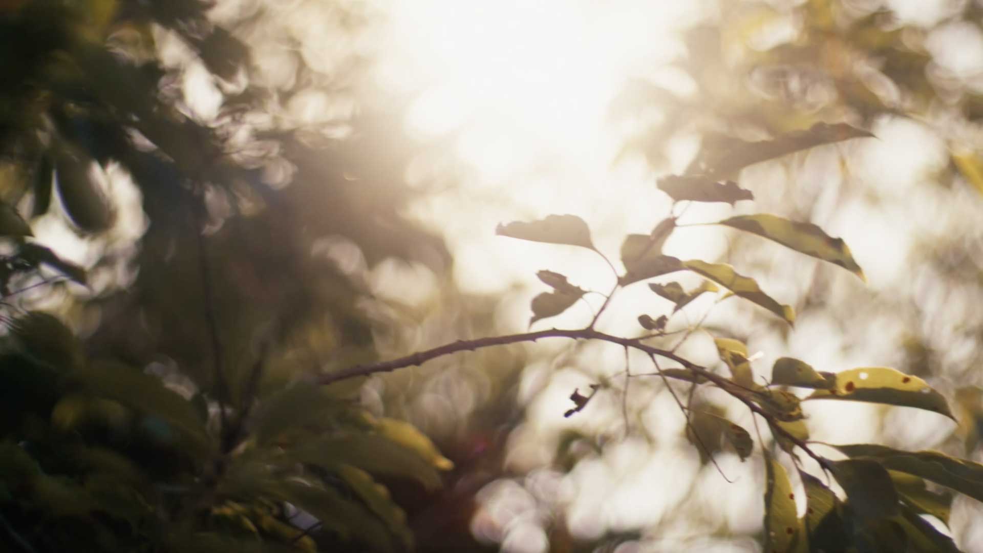 tree_haus_film_final_color_still_04